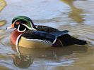 American Wood Duck (WWT Slimbridge April 2013) - pic by Nigel Key